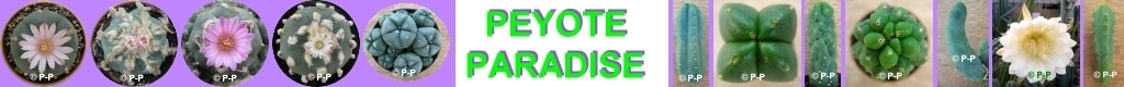 Peyote Paradise, Mescaline Cacti specialist !
